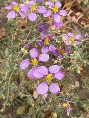 Fagonia chilensis