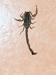 Centruroides limpidus