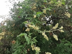 Serjania brachycarpa