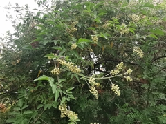 Serjania brachycarpa