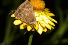 Helicoverpa punctigera