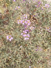 Fagonia chilensis