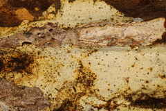 Perenniporia bostonensis