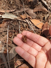 Calyptorhynchus lathami