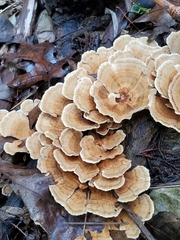Trametes villosa