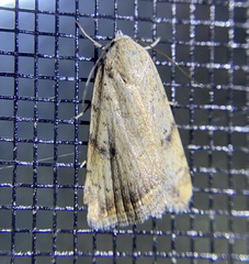 Micrathetis triplex