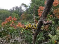 Taeniopoda tamaulipensis