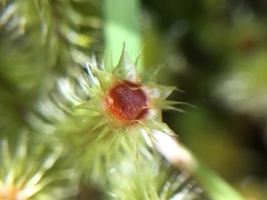 Breutelia pendula