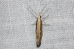 Plutella xylostella-australiana