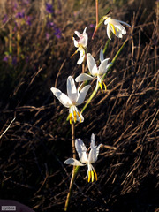 Hesperantha bachmannii