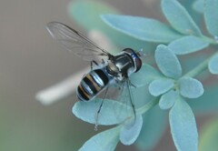 Pseudoscaeva diversifasciata