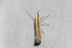 Plutella xylostella-australiana