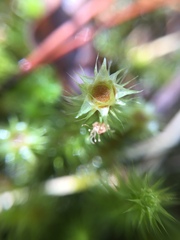 Breutelia pendula
