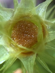 Breutelia pendula