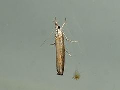 Culladia cuneiferellus