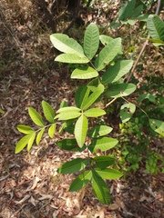 Schinus terebinthifolia