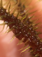 Breutelia pendula