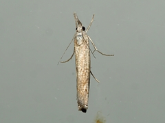 Culladia cuneiferellus