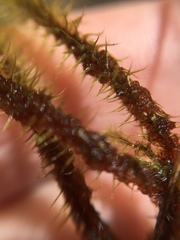 Breutelia pendula
