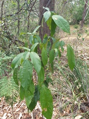 Mallotus philippensis