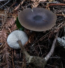 Melanoleuca melaleuca