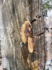 Fuscoporia gilva