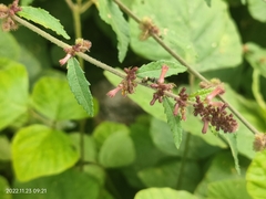 Triumfetta rhomboidea