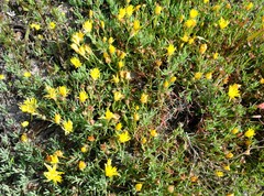 Lampranthus explanatus