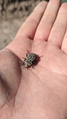 Scotobius pilularius