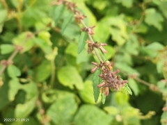 Triumfetta rhomboidea