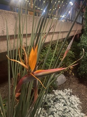 Strelitzia juncea
