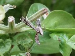 Lineodes integra