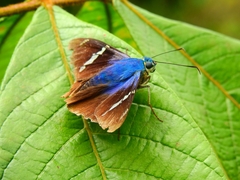 Astraptes