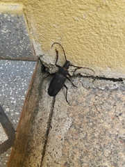 Ctenoscelis acanthopus