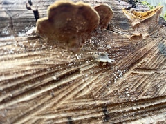 Fuscoporia gilva