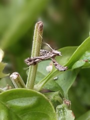 Lineodes integra