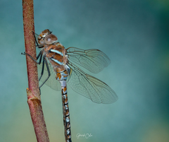 Rhionaeschna multicolor