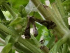 Lineodes integra