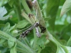 Lineodes integra