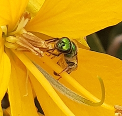 Callistochlora