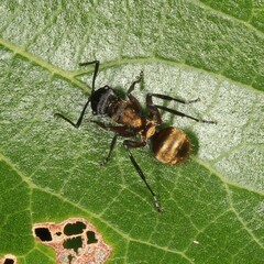 Polyrhachis rufifemur