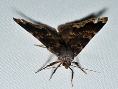 Mormoscopa sordescens