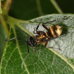 Polyrhachis rufifemur