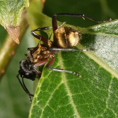 Polyrhachis rufifemur