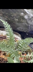 Polypodium
