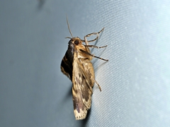 Mormoscopa sordescens