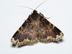 Mormoscopa sordescens