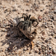 Aphonopelma paloma