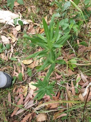 Gomphocarpus