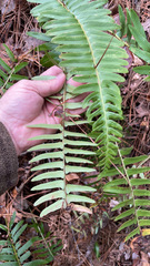 Nephrolepis exaltata